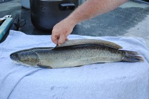 will_bowfin_081611b